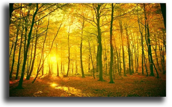 Постер "Золотой лес"