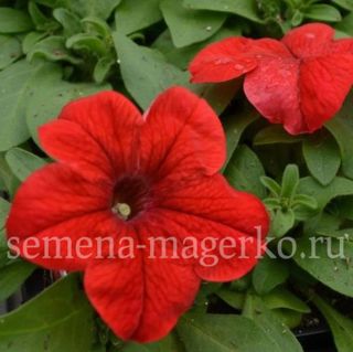 Петуния  крупноцветковая Фалькон Ред F1 100 драже