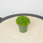 Солейролия d6