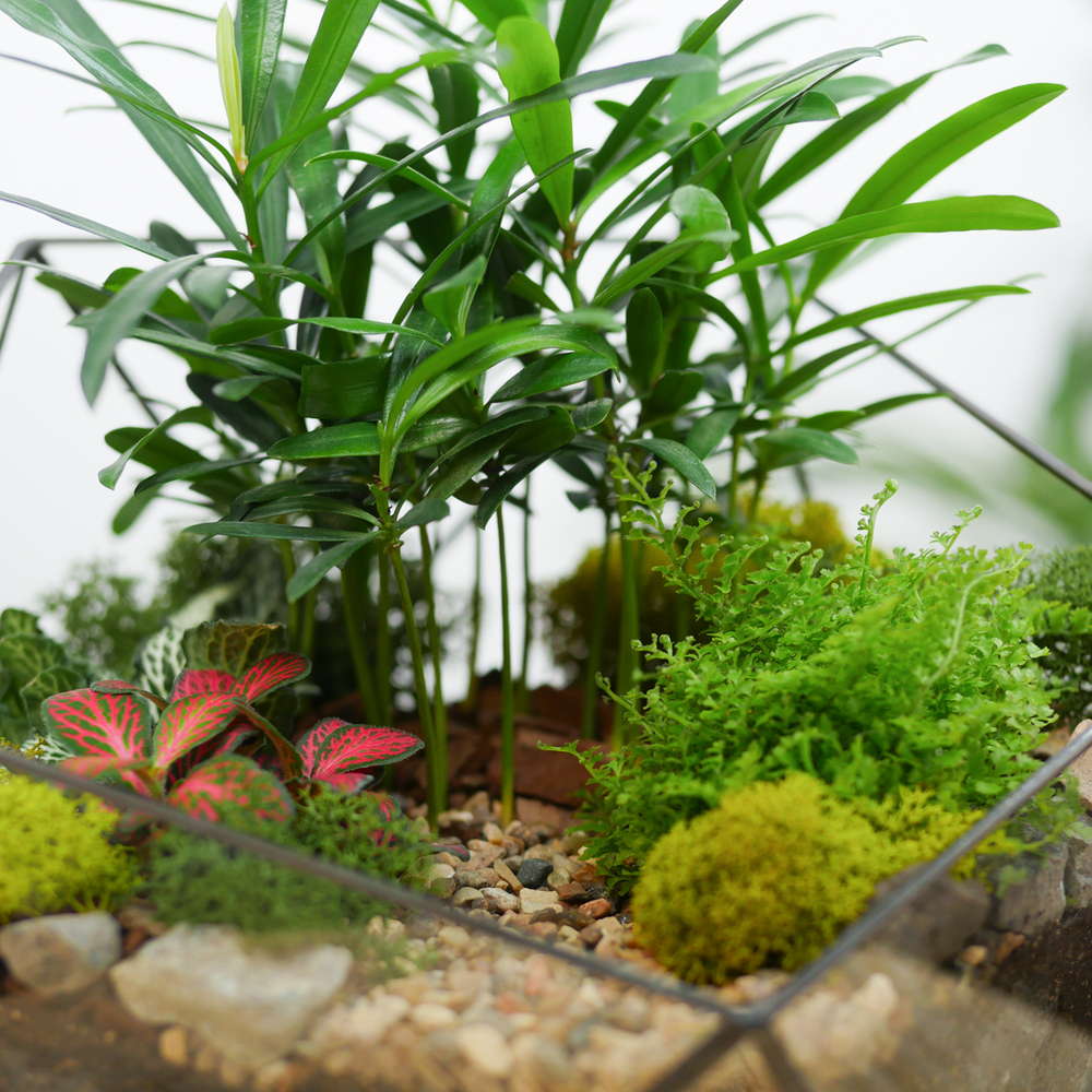 Готовый флорариум Роща подокарпусов Икос