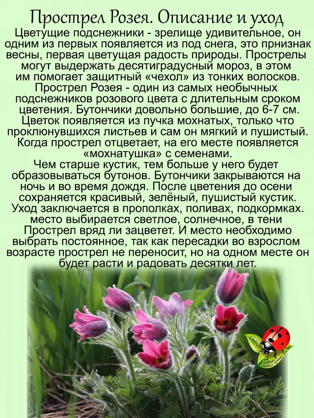Подснежник Прострел Розея первоцвет сон трава