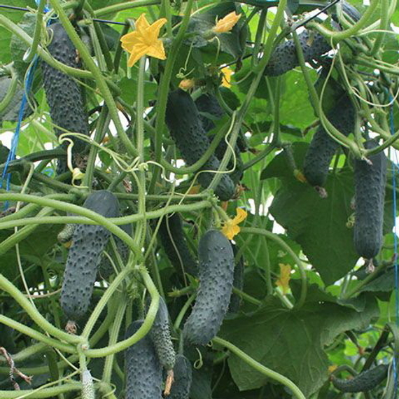 СЕДРИК F1 семена огурца Enza Zaden цена – фото 3