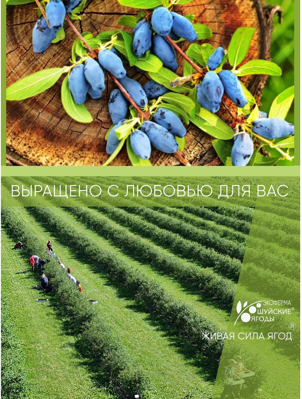 Варенье из жимолости, 280 г