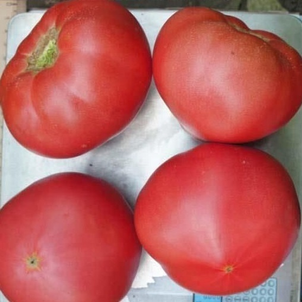 Пинк Мэджик F1 семена томата индетерминантного (Sakata / Саката)