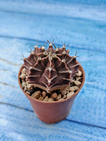 Gymnocalycium Friedrichii (Гимнокалициум)