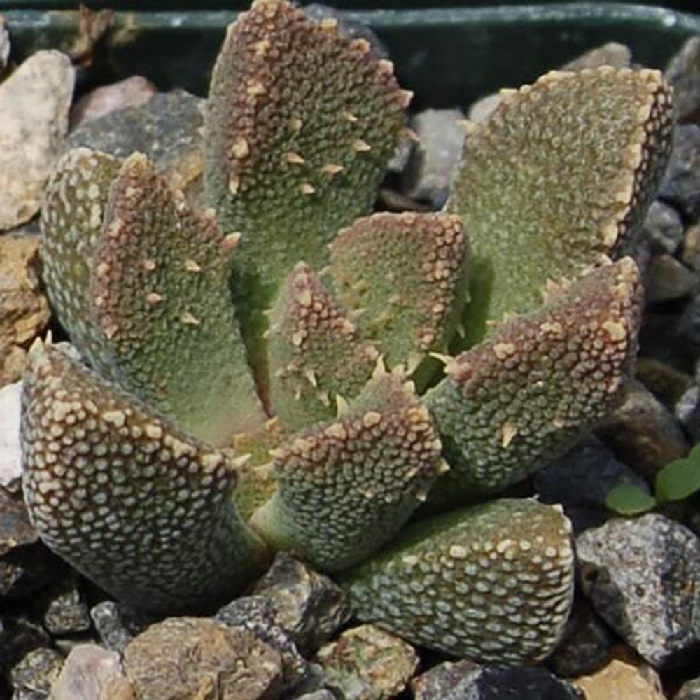 Семена АЛОИНОПСИСА - Aloinopsis Setifera