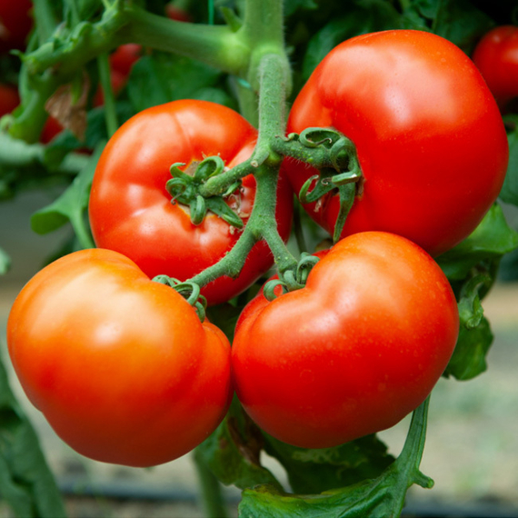 Алабай F1 семена томата  (Гавриш) – фото 2