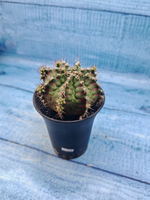 Gymnocalycium T-Rex Pink hybrid (Гимнокалициум T-rex)