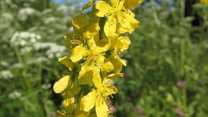 Репешок обыкновенный