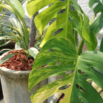 Монстера BORSIGIANA AUREA (В12)