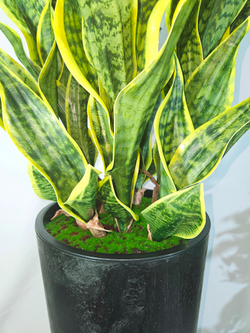 Сансевиерия искусственная 120см в высоком черном кашпо