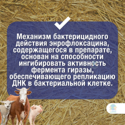 Энромаг 5%, антибактериальный раствор для инъекций, 100 мл. Энрофлоксацин.