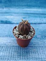 Euphoria Obesa (Эуфорбия)