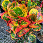 Кротон MANG MEE SAP