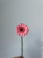 Гербера в нежно-розовом оттенке