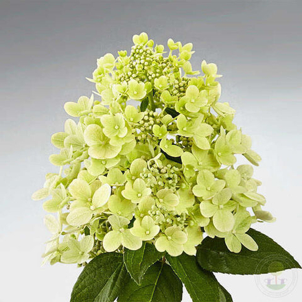 Гортензия метельчатая Панфлора (Hydrangea paniculata Panflora)