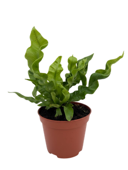 Папоротник Flame Bird's Nest д.9