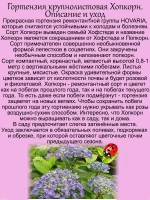 Гортензия Хопкорн крупнолистовая Попкорн