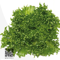 Кейпстар семена салата хрустящего (Nunhems / Нюнемс)