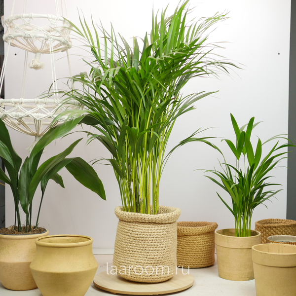 Хризалидокарпус 19/100