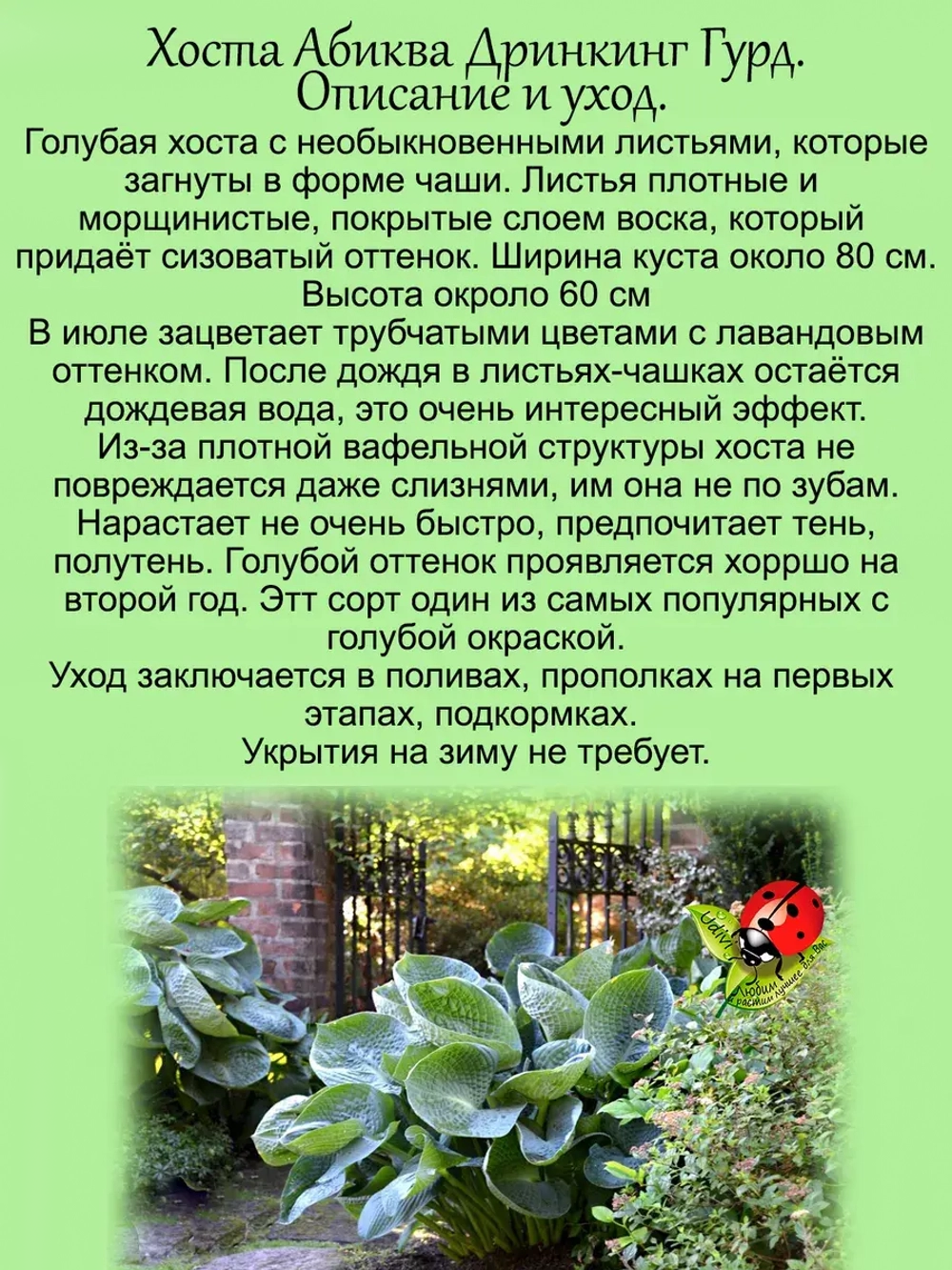 Хоста Абиква Дринкин Гурд Голубая чашеобразная