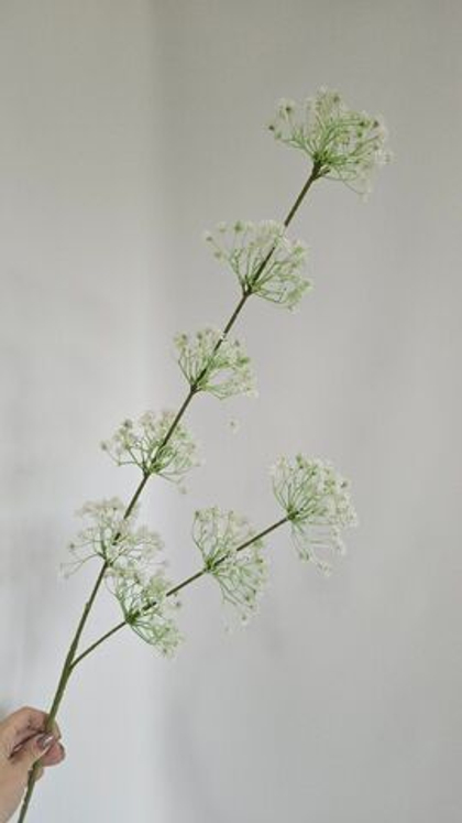 Дикая морковь кружевная / Арт 2318