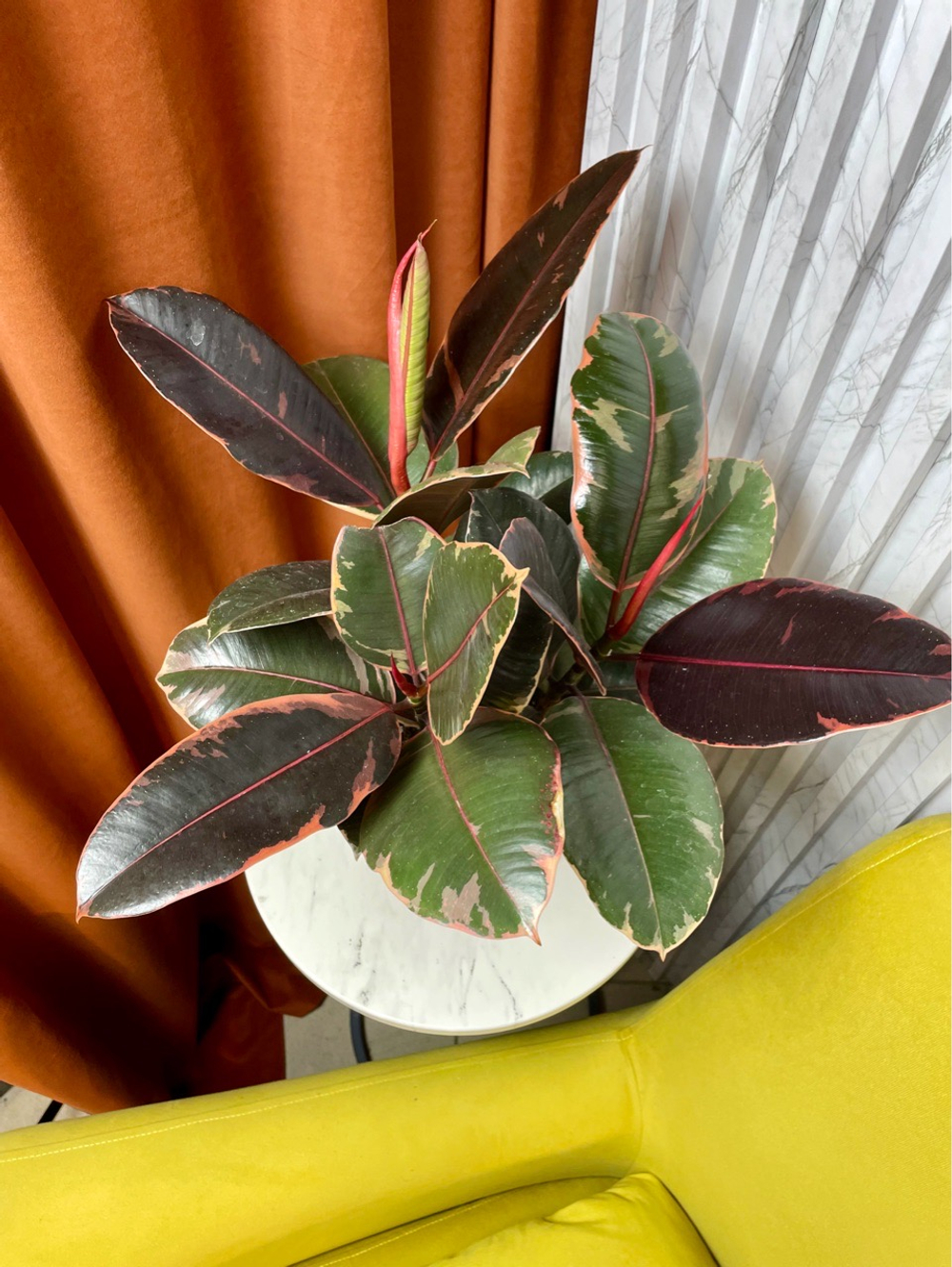 Фикус Эластика Белиз 3в1, D17см Н45см, 1шт, Urban Jungle
