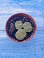Lithops sp. (Литопсы)