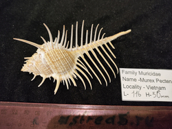 Мурекс "Гребень Венеры" "110-140мм"