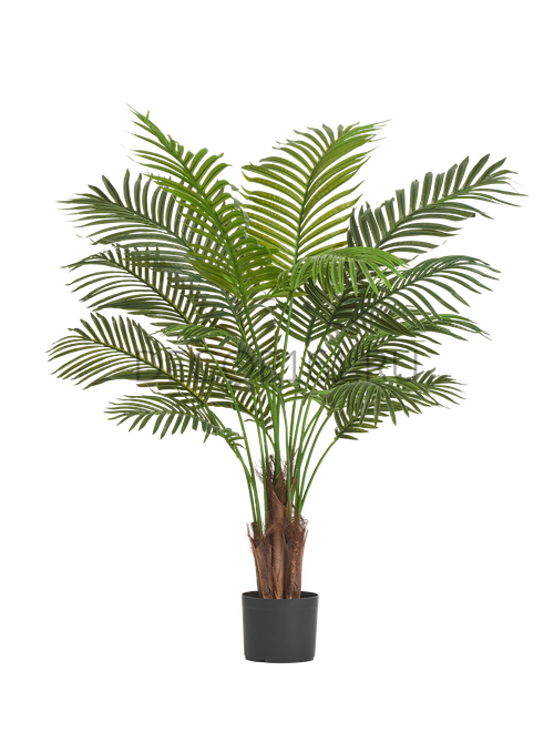 Пальма Арека Хризалидокарпус New в-120 см (Sensitive Botanic) 4/4 10.11954N