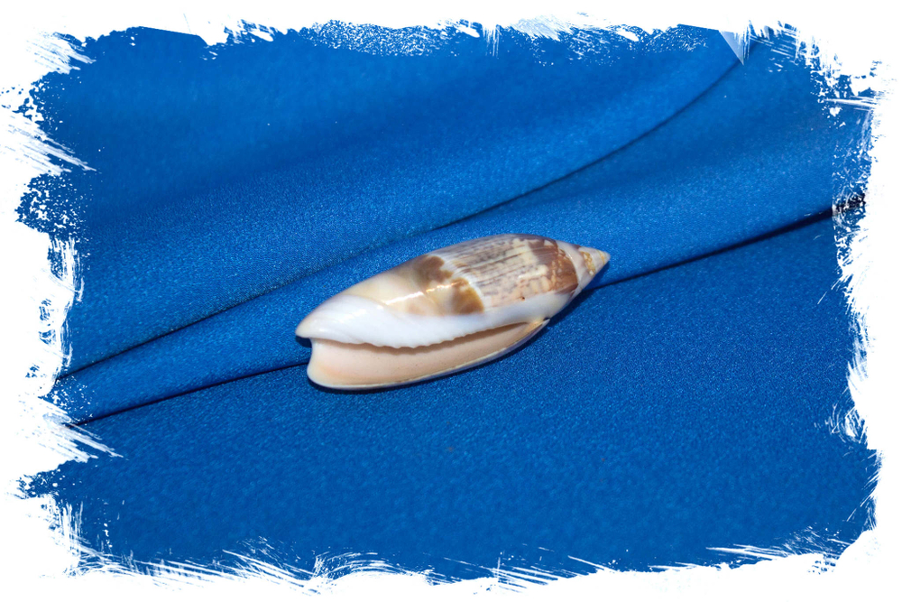 Олива акумината