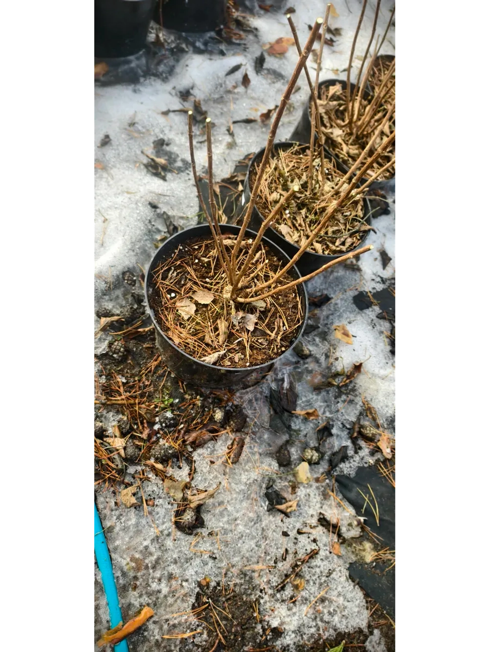 Скайфол гортензия метельчатая