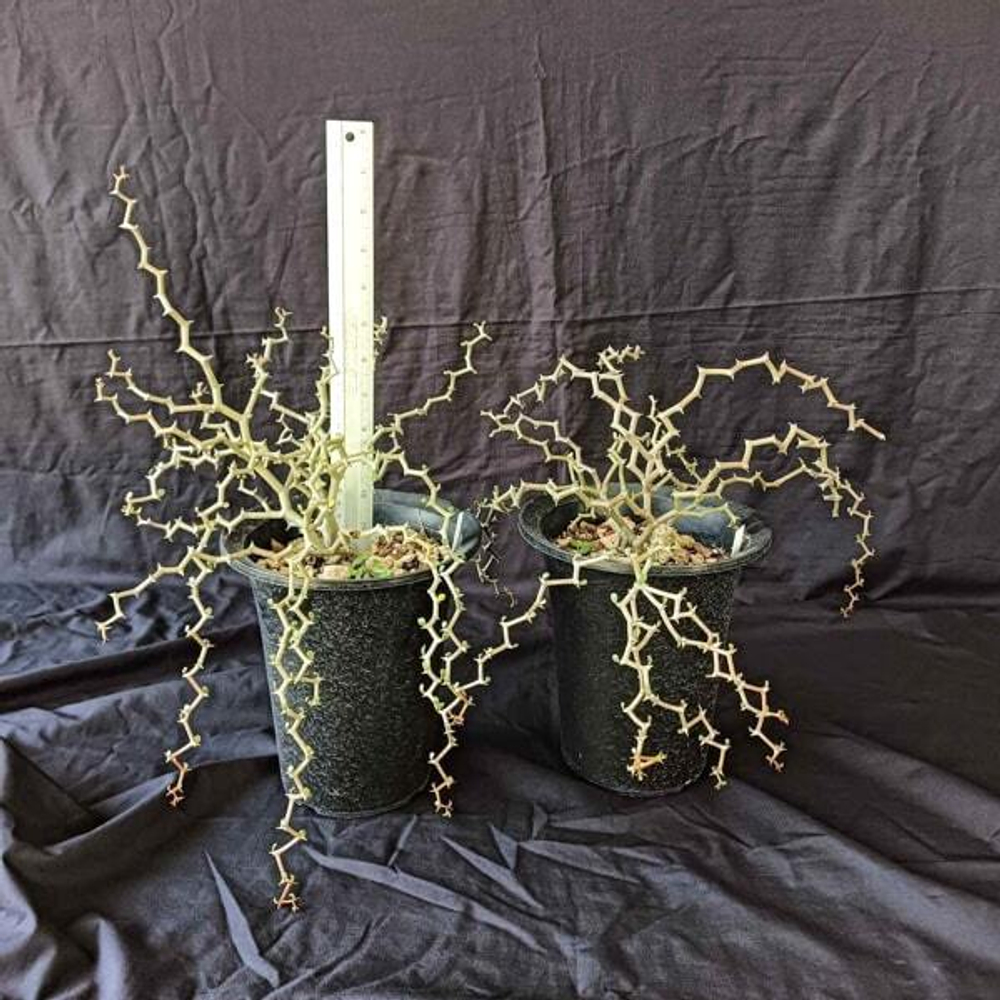 Декария мадагаскарская