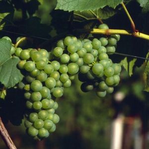 Мюллер-Тургау (Muller-Thurgau) - белый сорт винограда