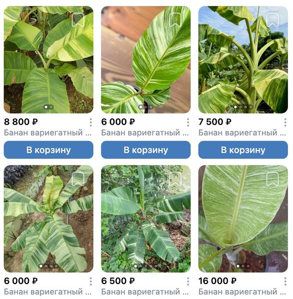 Вариегатные бананы август 2026, поставка S26