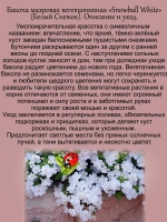 Бакопа Белый Снежок вегетативная