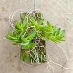 Орхидея EPIDENDRUM SCHLECHTERIANUM