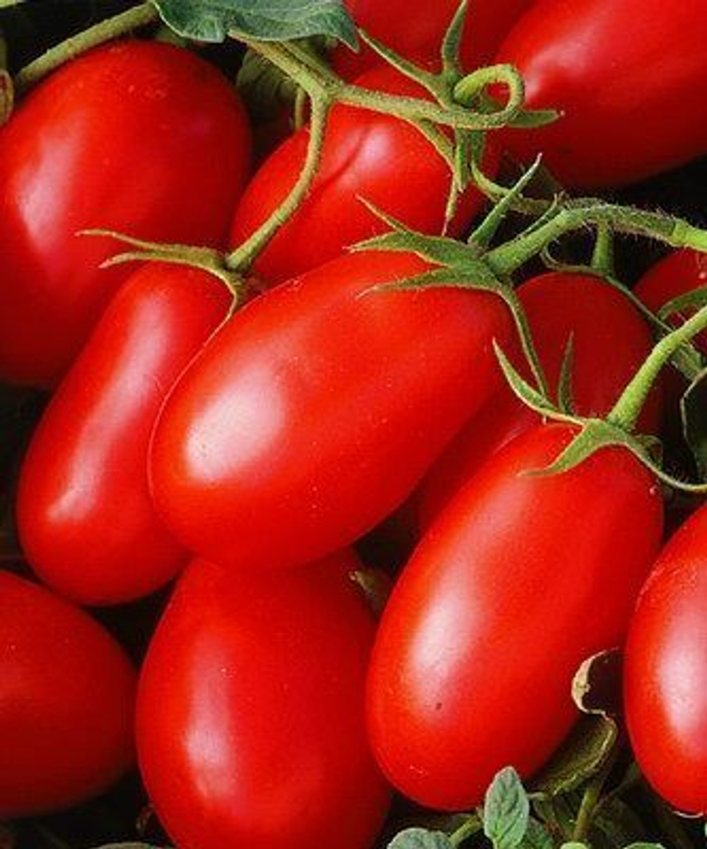 ХайПил 108 F1 семена томата детерминантного (Seminis / Семинис)