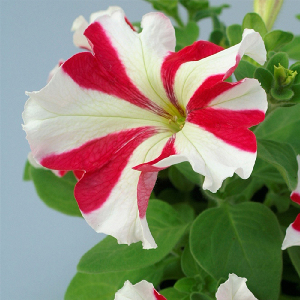 Петуния грандифлора Танго Ред Стар (100др) Витагрин Профи