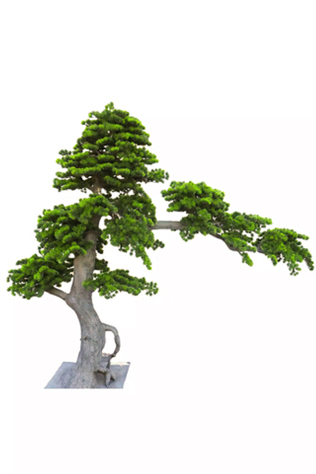 Бонсай 217 см