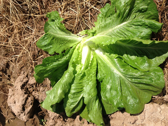 МАКСИМУС семена салата Rijk Zwaan характеристика – фото 6