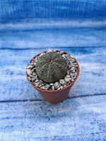 Euphorbia Obesa (Эуфорбия)
