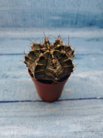 Gymnocalycium Friedrichii (Гимнокалициум)