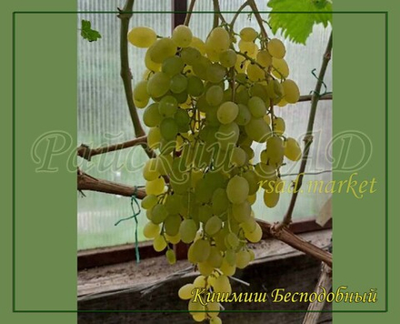 Виноград кишмиш Бесподобный