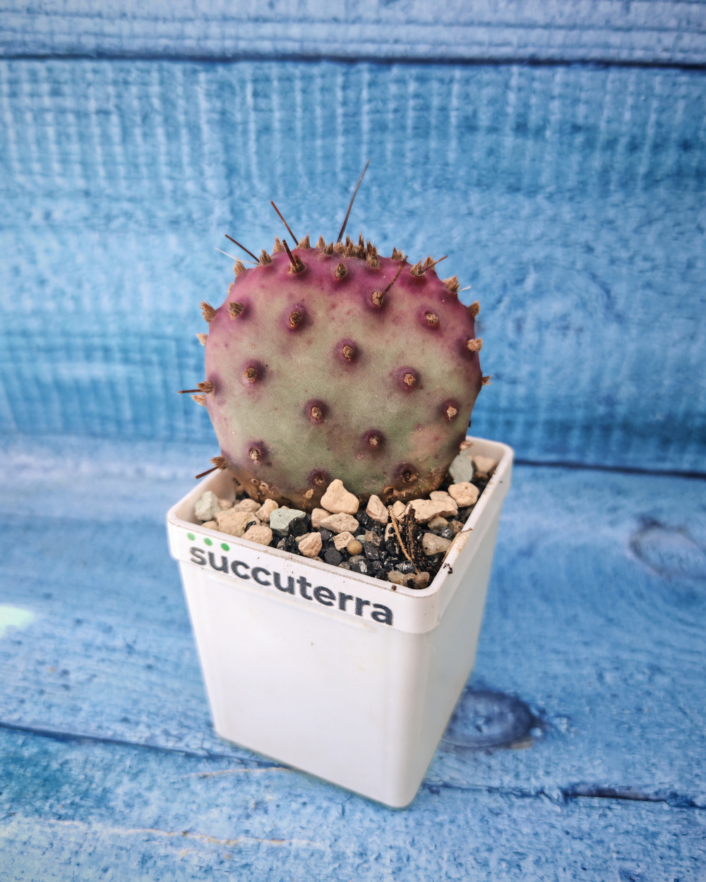 Opuntia Macrocentra (Опунция)