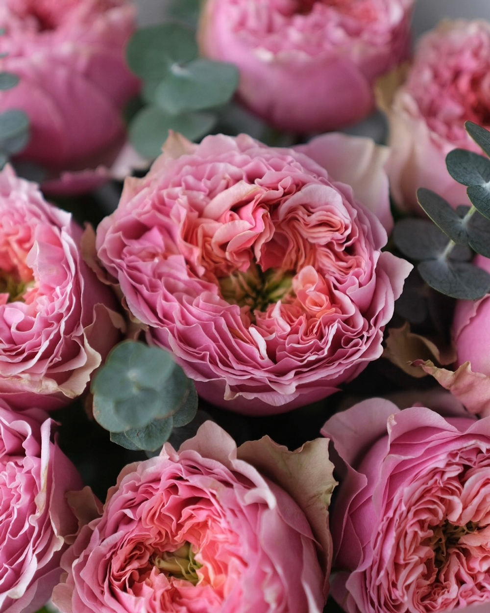 Монобукет из пионовидных роз Пинк Монстр с эвкалиптом