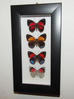 Бабочки Нимфалиды рода Callicore в рамке