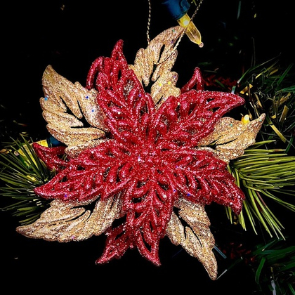 Пуансеттия блестящая