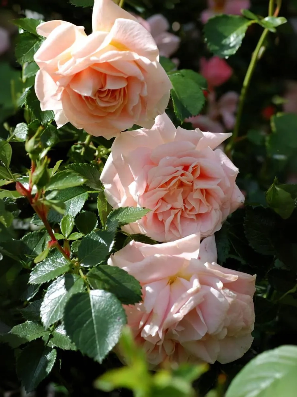 Роза плетистая Моргенгрусс