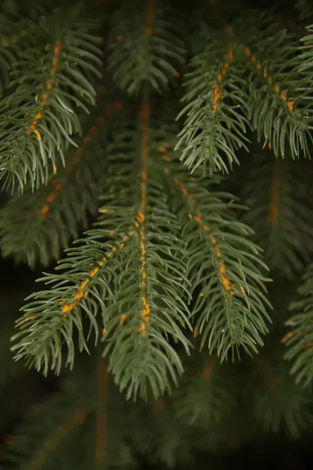 Искусственная елка Швейцарская, 230 см., 100% литая хвоя, Black Box (74538)